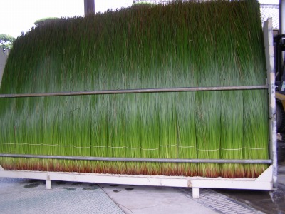 九州の熊本・福岡　イ草刈りの様子