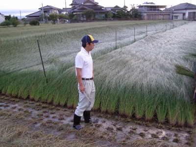 九州の熊本・福岡　イ草刈りの様子